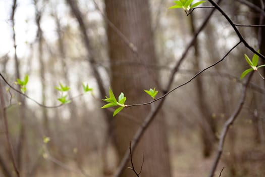 Young green leaves on the bush in sunny spring day
