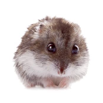 Gray hamster on a white background