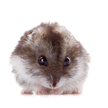 Gray hamster on a white background