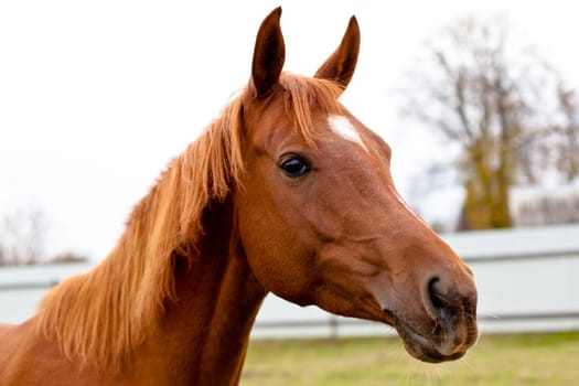 A portrait of red horse
