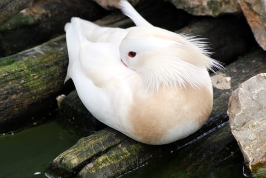 Beautiful domestic mandarin white duck