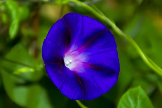 Bindweed in my summer garden