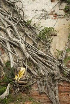 Stone buddha in the tree roots