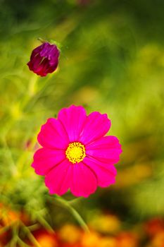 Cosmos flowers