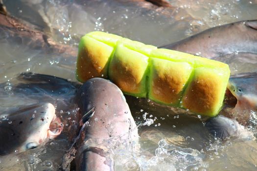 feeding stripped catfish