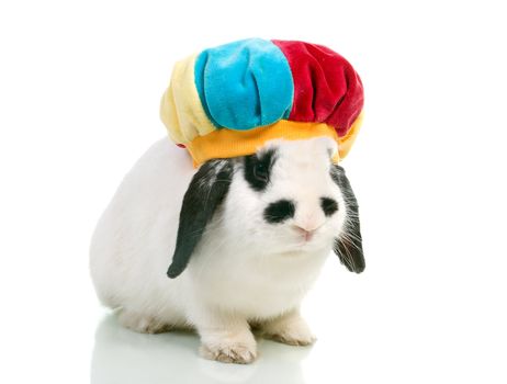 Cute easter rabbit close-up isolated on a white background.rabbit in hat