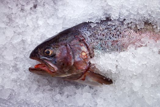 coolled fish, fresh bright trout,sale seafood