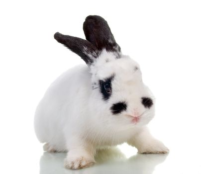 rabbit with raised ear isolated on a white background