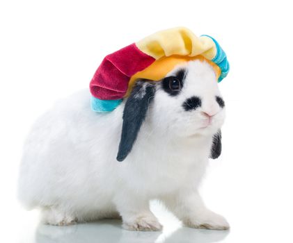 Cute easter rabbit close-up isolated on a white background.rabbit in hat