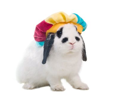 Cute easter rabbit close-up isolated on a white background.rabbit in hat