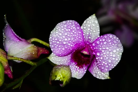 Purple orchid