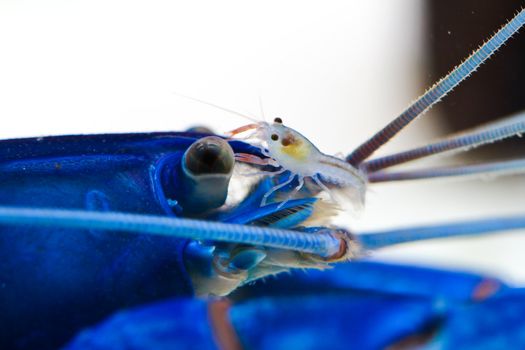 lobster in aquarium