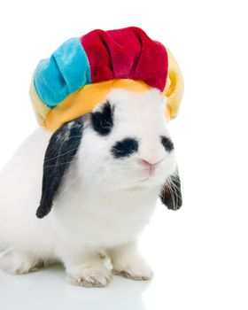 merry peaster rabbit. rabbit isolated on a white background.