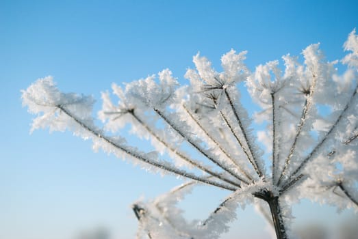 Frozenned flower on background blue sky.Winter landscape