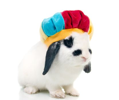 merry peaster rabbit. rabbit isolated on a white background.
