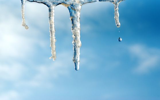 Falling drop from icicle.springtime