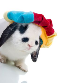 Cute easter rabbit close-up isolated on a white background.rabbit in hat