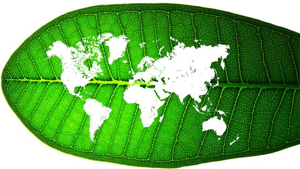 world map in a leaf