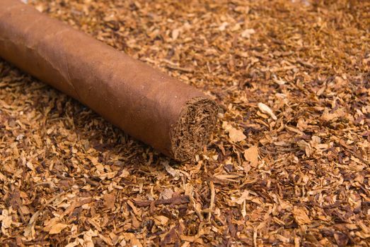 one cuban cigar ,handmade freshly rolled cigars,disposit of the tobacco