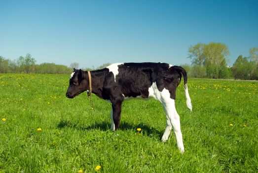 Calf in Pasture.rural terrain.