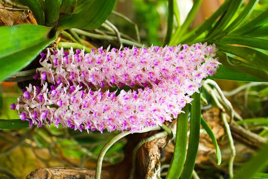 Rhynchostylis retusa" orchid blooming