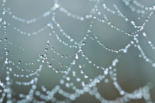 Spider Web Covered with Sparkling Dew Drops