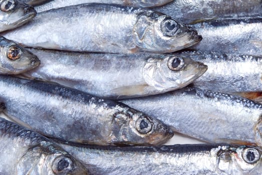 fresh herring fished out in White sea.Close-up