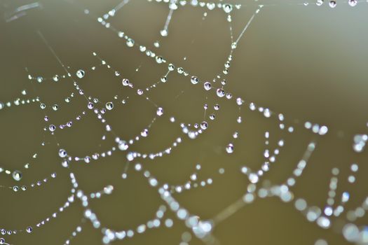 Spider Web Covered with Sparkling Dew Drops