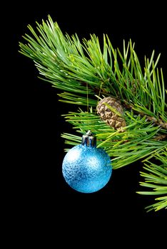 coniferous branch on dark background with toy cristmas