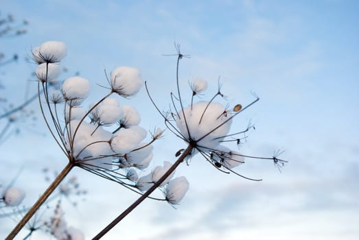 Winter landscape.Winter scene 