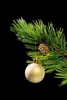 coniferous branch on dark background with toy cristmas