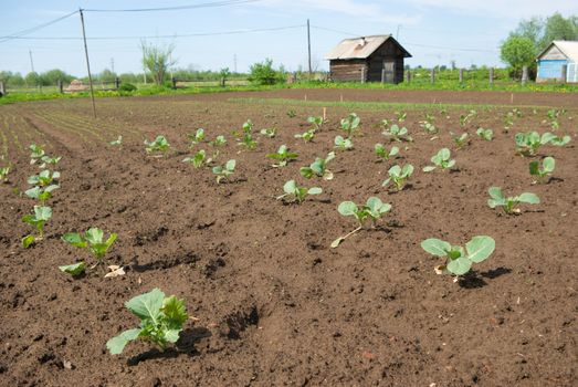 Cabbage seedling