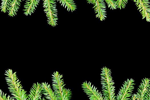 green fir branches with space for your text  on dark background 