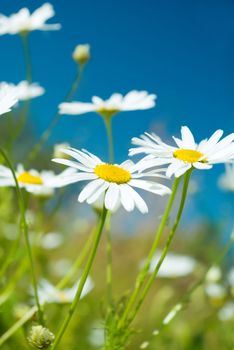 camomile on natural background - shallow dof