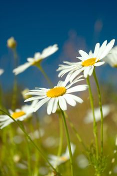 Beautiful summer. beautiful chamomiles on a sky background