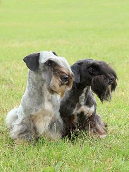 The funny two czech terriers on the meadow