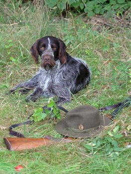 Hunting still life with Bohemian Wire-haired Pointing Griffon