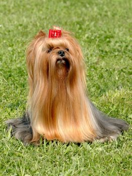 Portrait of funny yorkshire terrier on the green grass