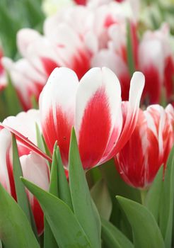 Close up tulip in a field