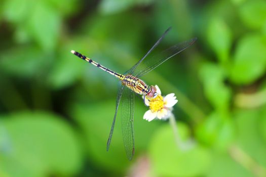 dragonfly outdoor