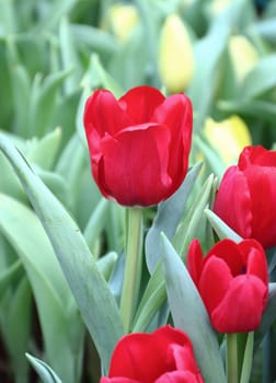Red tulips group