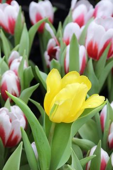 Close up one yellow tulip with background of red and white tulip group