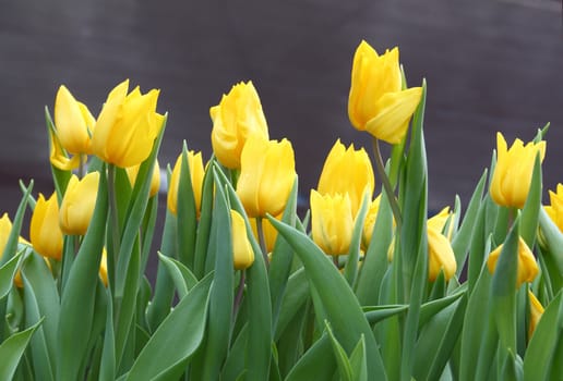 Group of yellow tulips