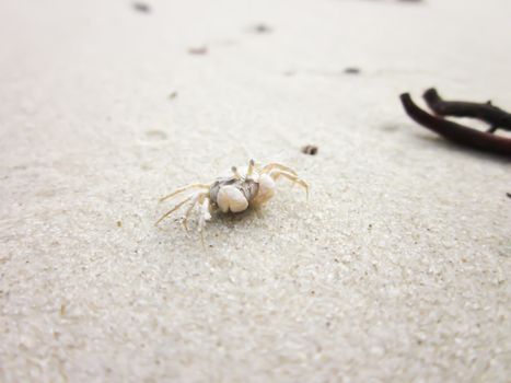 Tiny ghost crab on a sand beach