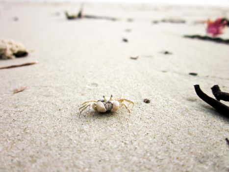 Tiny ghost crab on a sand beach
