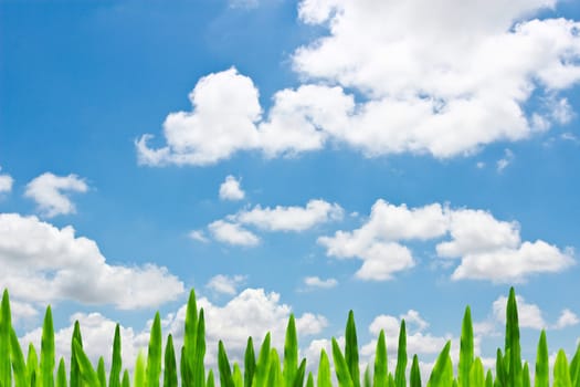 Green grass in blue sky with clouds.