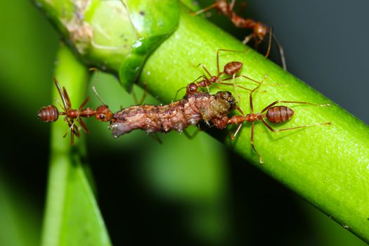 A group of ants attacking a worm
