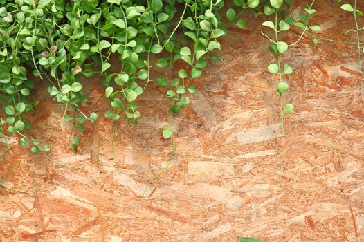 Grunge wall texture with foliage, use as  background 