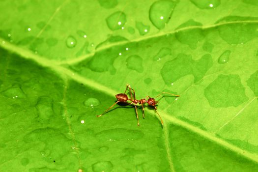 Ant on green leaf.