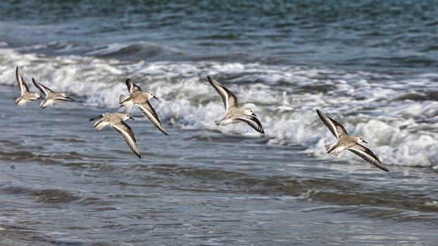 A group of Semipalmated Sandpipers (Calidris pusilla) flying above the waters in Brittany in the western Europe. Such shorebirds called peeps or stints are very rare vagrants in western Europe.